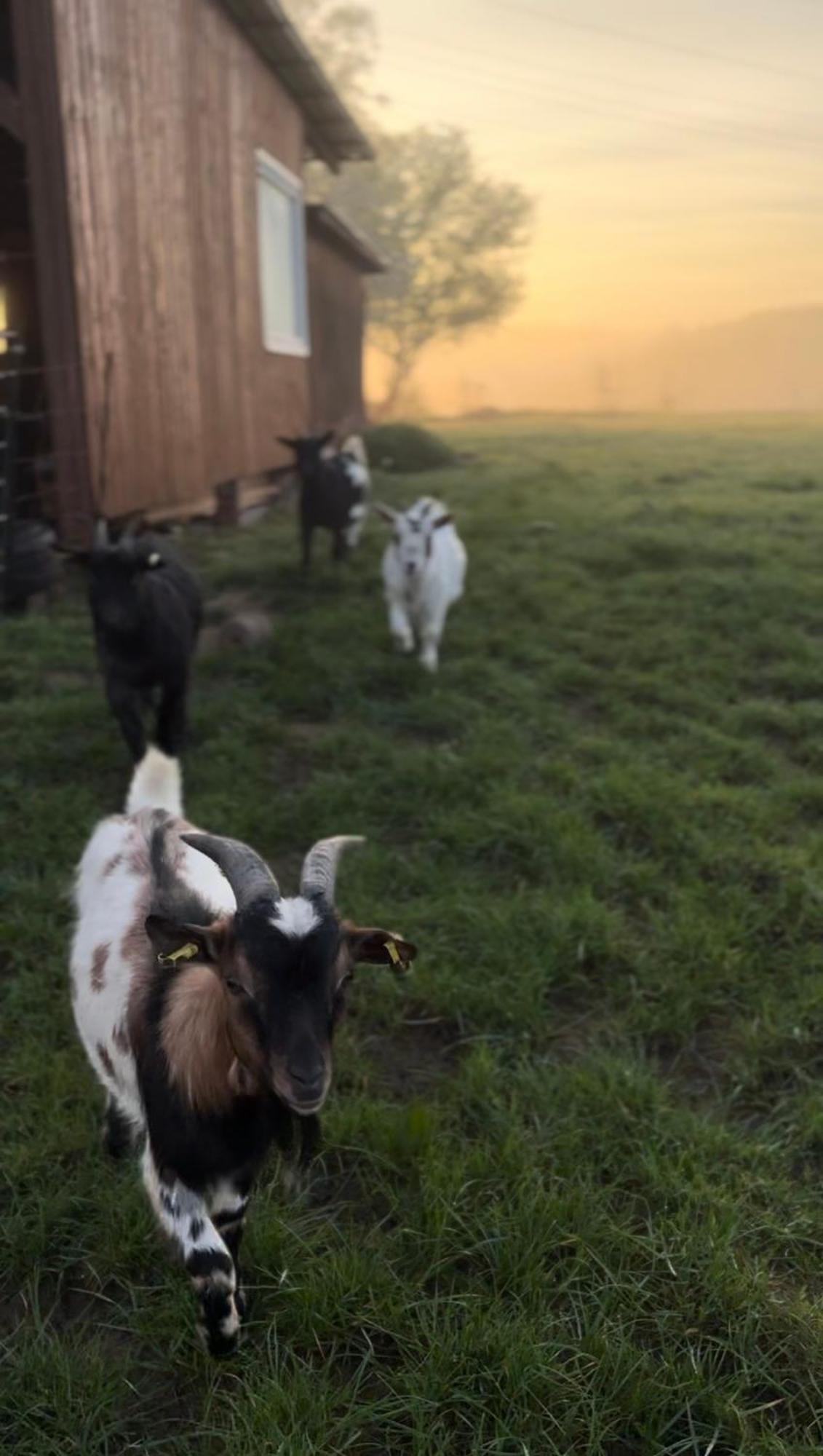 Bornhahn - Idylle Im Westerwald Apartment Katzwinkel  Bagian luar foto